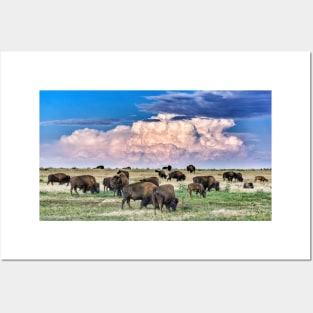 Colorado Bison Herd Posters and Art